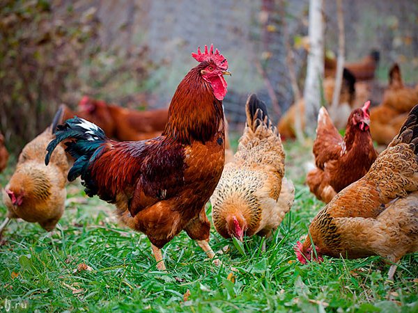 Породы куриц | ЗооТом - продажа, вязка и услуги для животных в Советске