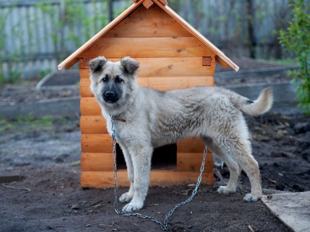 Все о собаках в Советске Все о собаках в Советске